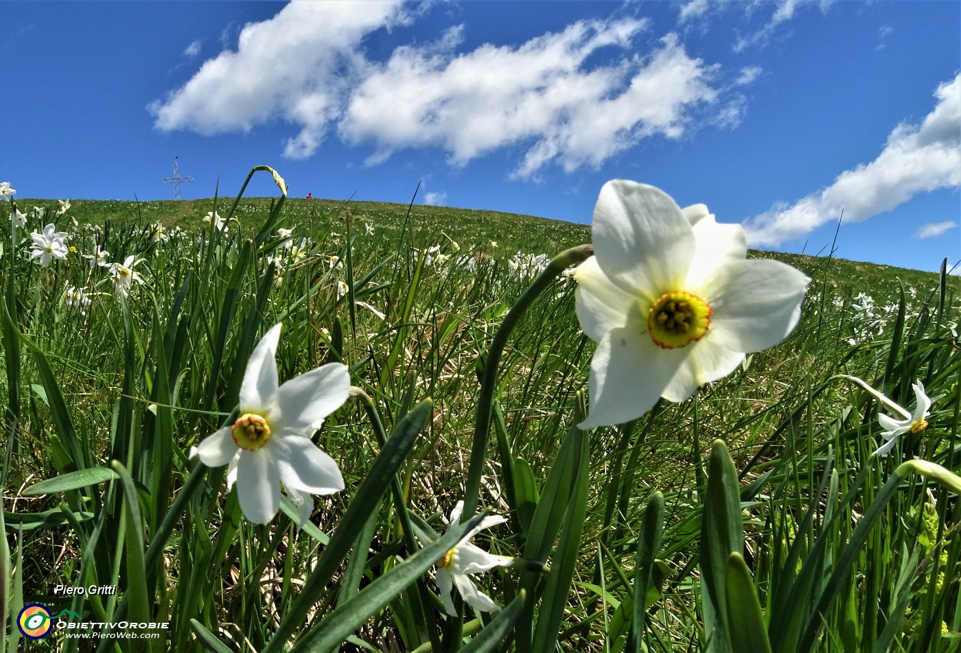 50 Distese di narcisi scendendo dal Linzone al Santuario della Sacra Famiglia.JPG